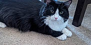 Mr Boots joined the competition — help win amazing prizes! animal, black_and_white, carpet, cat, close_up, curious, cute, domestic, eyes, fur, furniture, household, indoor, lying_down, mammal, nose, paws, pet, relaxed, whiskers