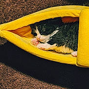 Mr Boots is registered to the contest to win money with this photo: kitten, cat, sleeping, yellow_pouch, carpet, cozy, pet, feline, black_and_white, paw, indoor, resting, cute, small, soft, animal, fur, peaceful, nap, comfort