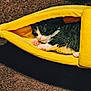 kitten, cat, sleeping, yellow_pouch, carpet, cozy, pet, feline, black_and_white, paw, indoor, resting, cute, small, soft, animal, fur, peaceful, nap, comfort