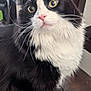 Mr Boots is registered to the contest to win money with this photo: cat, black_and_white, pet, animal, whiskers, fur, indoor, curious, close_up, portrait, feline, cute, eyes, fluffy, mammal, domestic, sitting, looking_away, pink_nose, long_whiskers