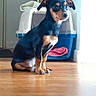 Belly participe au concours pour gagner de l'argent avec cette photo : dog, puppy, indoor, wooden_floor, pet_carrier, black_and_tan, small_dog, sitting, natural_light, household_items, bottle, spray_bottle, container, floor, pet, animal, domestic, cute, alert, ears_up