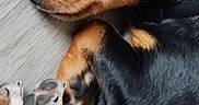 Belly participe au concours pour gagner de l'argent avec cette photo : dog, sleeping, black_and_tan, fur, paws, close_up, indoors, floor, pet, canine, resting, cute, cozy, relaxed, animal, companion, domestic, portrait, quiet, calm