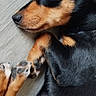 dog, sleeping, black_and_tan, fur, paws, close_up, indoors, floor, pet, canine, resting, cute, cozy, relaxed, animal, companion, domestic, portrait, quiet, calm