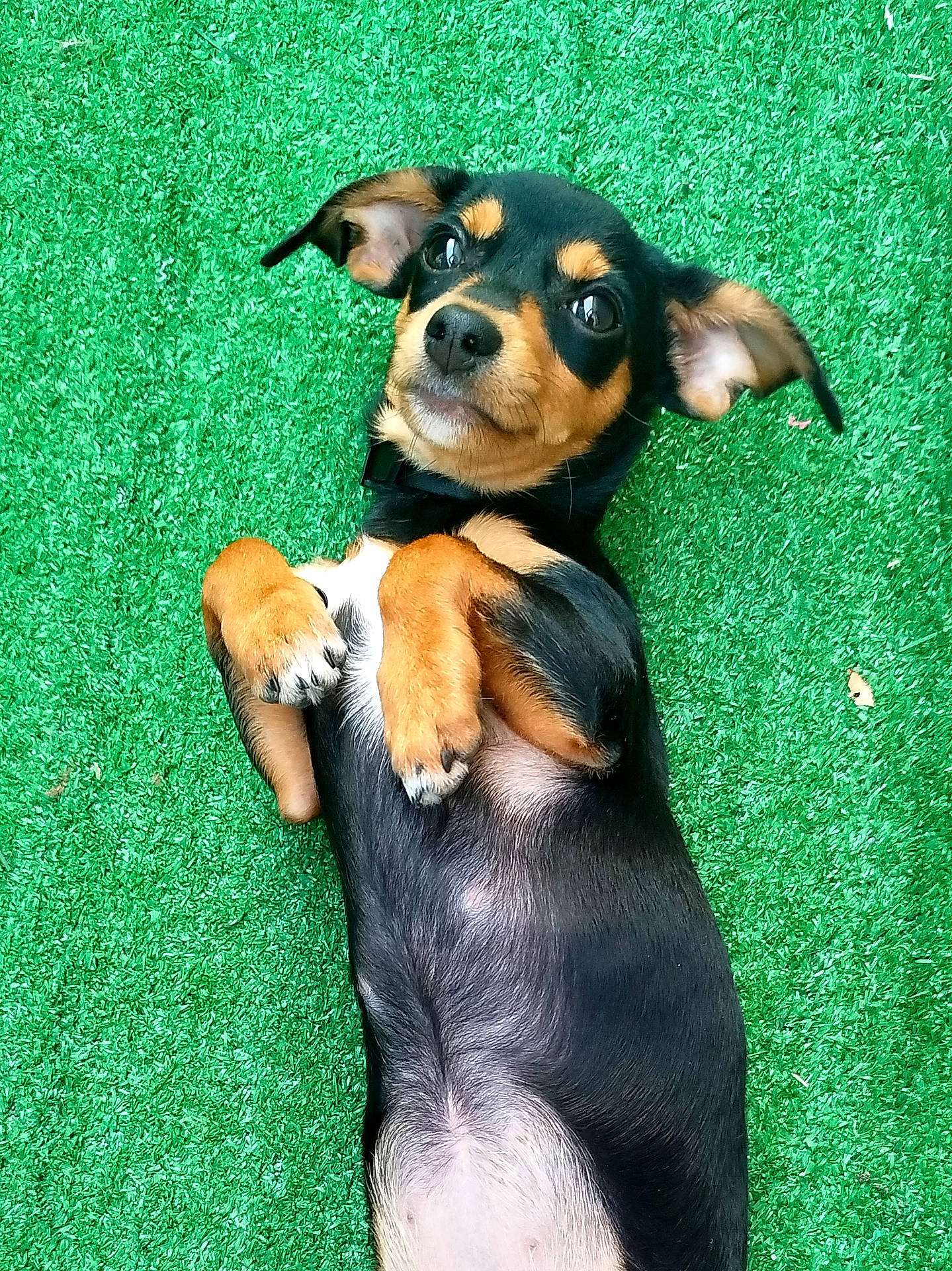 Belly