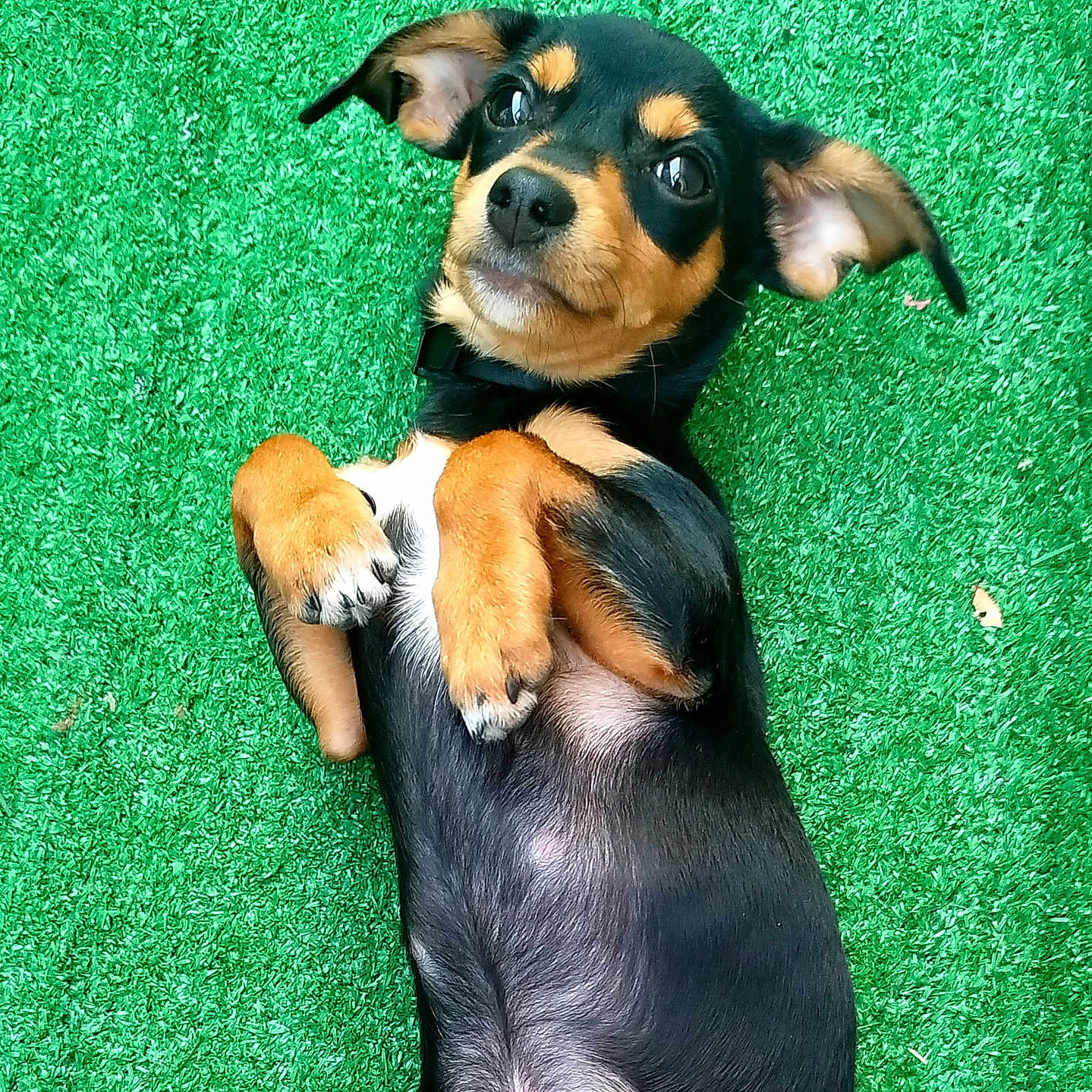 Belly