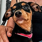 Belly participe au concours pour gagner de l'argent avec cette photo : dog, puppy, pet, collar, pink_collar, small_dog, lap, hand, person, black_and_tan, ears, nose, fur, cute, indoor, close_up, portrait, domestic_animal, animal, companion