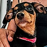 dog, puppy, pet, collar, pink_collar, small_dog, lap, hand, person, black_and_tan, ears, nose, fur, cute, indoor, close_up, portrait, domestic_animal, animal, companion