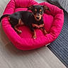 Belly participe au concours pour gagner de l'argent avec cette photo : dog, puppy, pet_bed, pink, floor, wooden_floor, curtain, window, toy, rope_toy, indoor, small_dog, black_dog, tan_dog, cute, looking_up, resting, cozy, home, natural_light