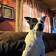 Belle Belle is registered to the contest to win money with this photo: dog, black_and_white, couch, curtains, indoor, pet, animal, brown_furniture, wall_art, home_decor, seated, alert, ears_up, looking_away, window, fabric, cozy, living_room, portrait, light