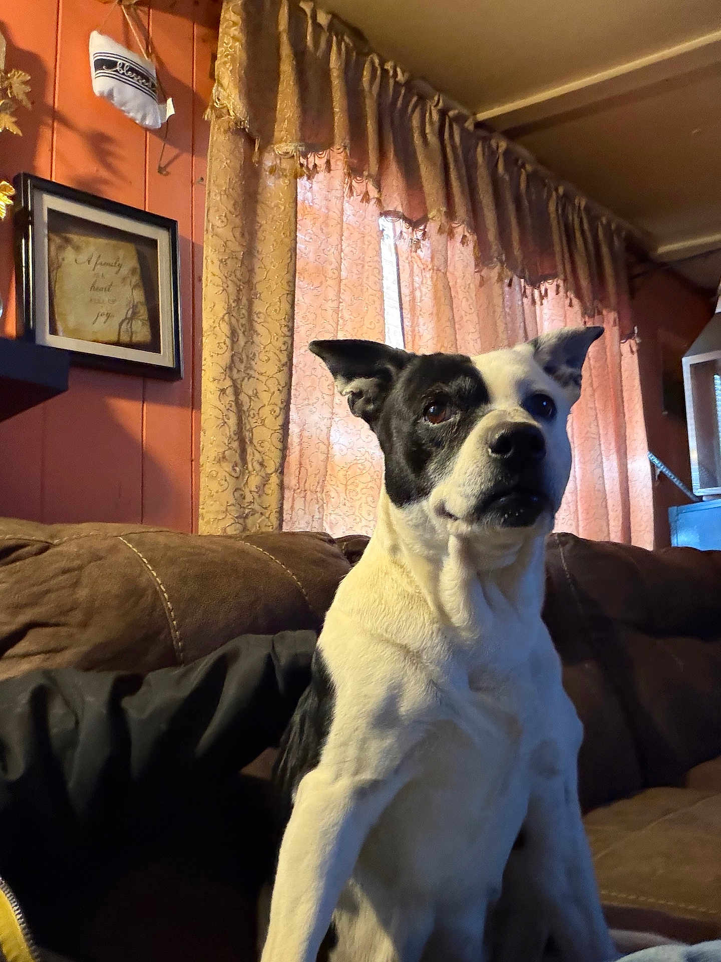 Belle Belle is registered to the contest to win money with this photo: dog, black_and_white, couch, curtains, indoor, pet, animal, brown_furniture, wall_art, home_decor, seated, alert, ears_up, looking_away, window, fabric, cozy, living_room, portrait, light