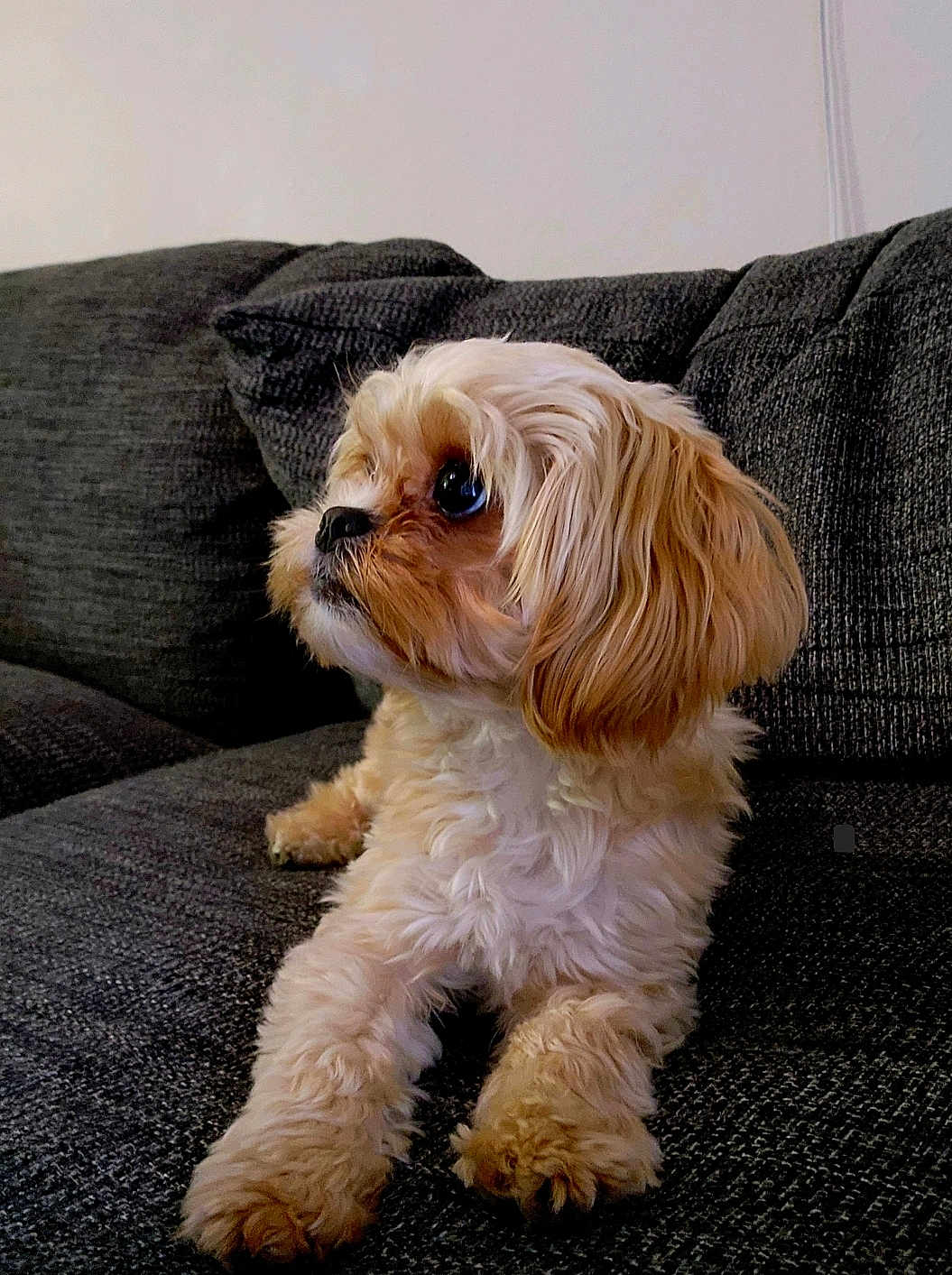 Willow