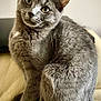 cat, gray_cat, pet, feline, animal, sitting, curious, fur, tail, whiskers, indoor, close_up, portrait, cute, looking, domestic_animal, soft_light, relaxed, cozy, background_blur