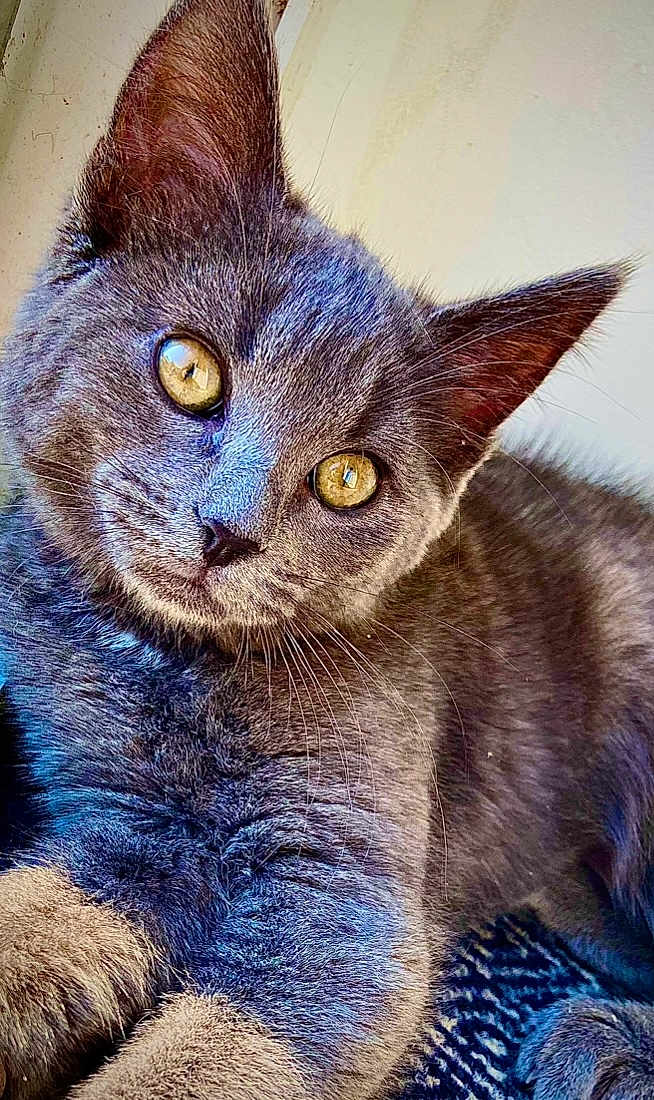 Stella participe au concours pour gagner de l'argent avec cette photo : cat, kitten, gray_fur, yellow_eyes, close_up, pet, animal, curious, whiskers, ears, cute, feline, indoor, portrait, mammal, young, soft_fur, looking, head_tilt, domestic_cat