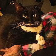 Salem is registered to the contest to win money with this photo: cat, tuxedo_cat, yellow_eyes, white_paws, plaid_blanket, cozy, indoor, pet, feline, relaxed, black_and_white, whiskers, close_up, domestic_cat, resting, cute, fur, animal, comfort, home