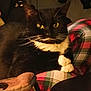 cat, tuxedo_cat, yellow_eyes, white_paws, plaid_blanket, cozy, indoor, pet, feline, relaxed, black_and_white, whiskers, close_up, domestic_cat, resting, cute, fur, animal, comfort, home