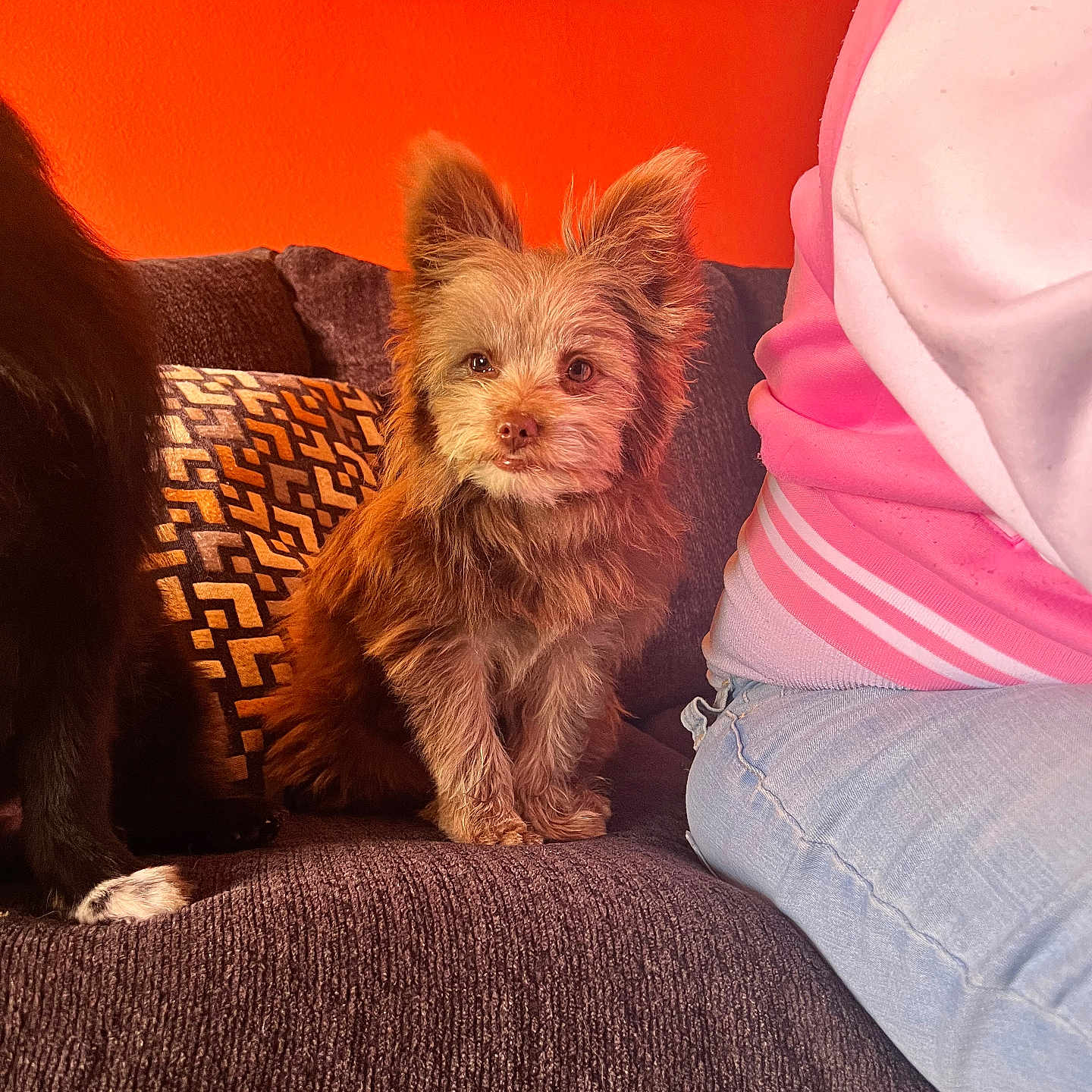 Fizzgig