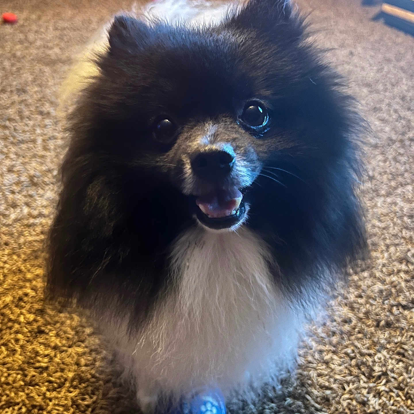 Abacus Dynamo joined the competition — help win amazing prizes! animal, ball, can, canine, clothing, cockerspaniel, dog, eskimodog, footwear, hardwood, papillon, pet, puppy, shoe, sneaker, sport, tennis, tennisball, tin, wood