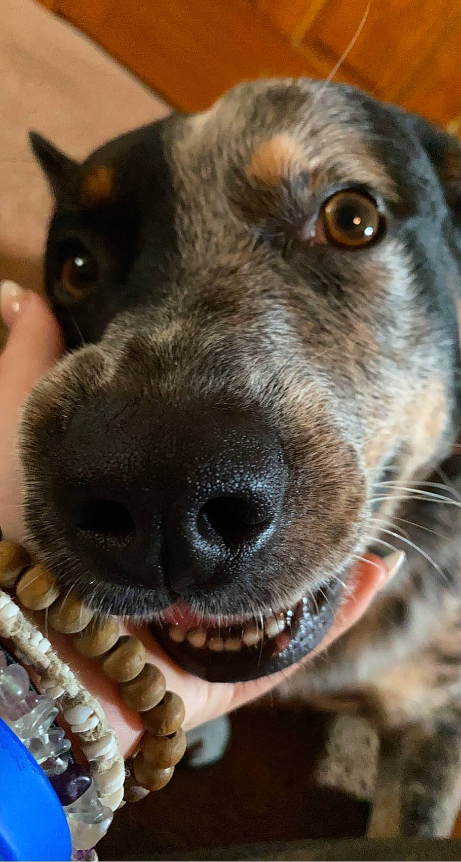 Tank joined the competition — help win amazing prizes! borador, canidae, carnivore, close_up, collar, companion_dog, dog, dog_breed, dog_collar, ear, eye, fawn, fur, liver, pet_supply, snout, sporting_group, street_dog, whiskers, working_animal