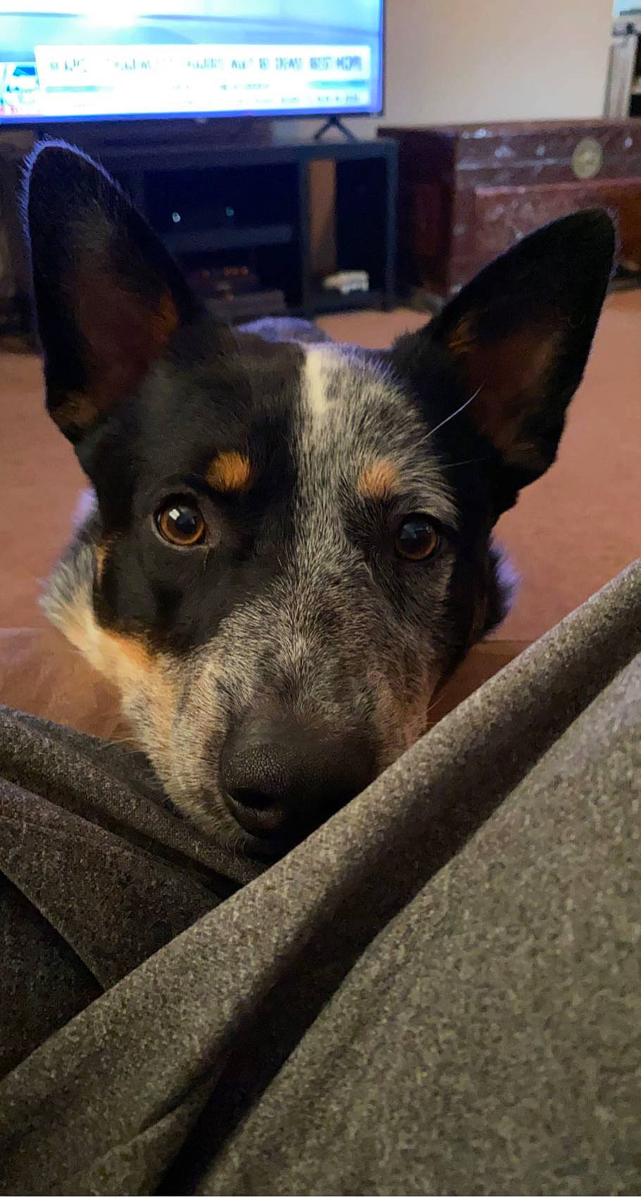 Tank is registered to the contest to win money with this photo: canidae, carnivore, companion_dog, dog, dog_breed, ear, fawn, fur, guard_dog, plant, snout, sporting_group, terrestrial_animal, whiskers, working_animal, working_dog