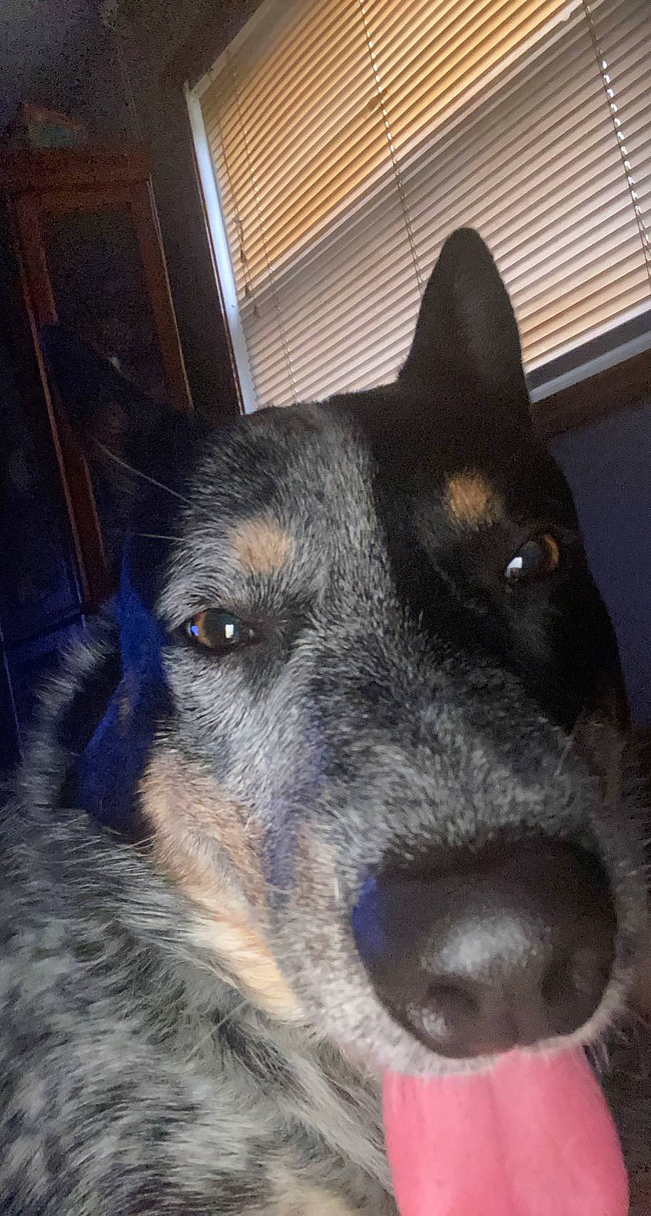 Tank is registered to the contest to win money with this photo: canidae, carnivore, collar, companion_dog, dog, dog_breed, eye, fur, guard_dog, herding_dog, light, snout, sporting_group, terrestrial_animal, texas_heeler, whiskers, wood, working_animal, working_dog