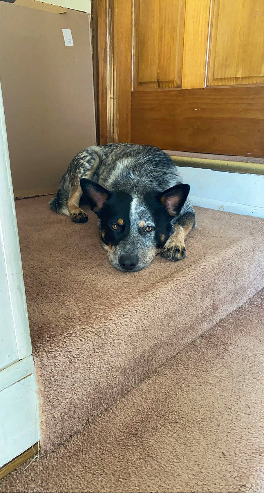 Tank is registered to the contest to win money with this photo: canidae, carnivore, comfort, companion_dog, dog, dog_breed, fawn, floor, flooring, fur, grey, hardwood, paw, snout, sporting_group, tail, terrestrial_animal, whiskers, wood, working_animal