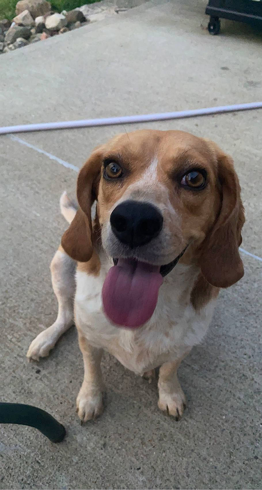 Molly joined the competition — help win amazing prizes! canidae, carnivore, companion_dog, dog, dog_breed, fawn, flooring, fur, gun_dog, hound, hunting_dog, liver, paw, road_surface, scent_hound, snout, sporting_group, terrestrial_animal, whiskers, working_animal