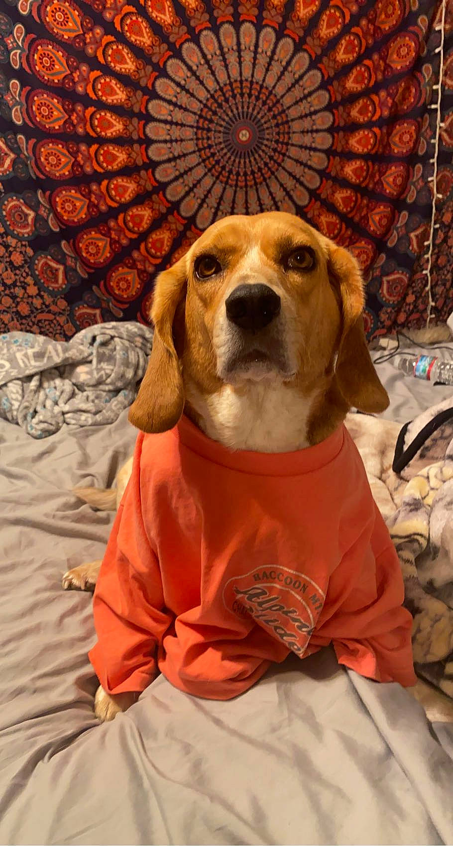 Molly is registered to the contest to win money with this photo: canidae, carnivore, comfort, companion_dog, dog, dog_breed, dog_clothes, dog_supply, fawn, flooring, fur, hound, linens, pattern, pet_supply, scent_hound, snout, sporting_group, whiskers, working_animal