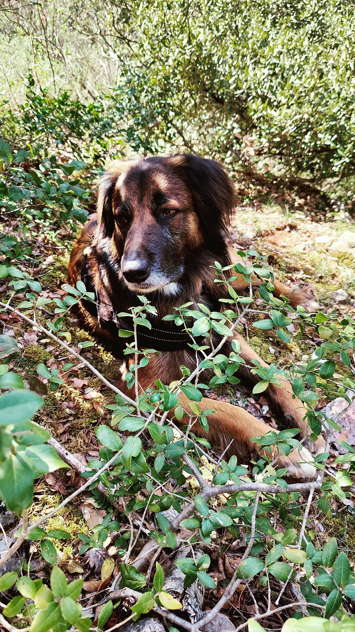 Maxou a rejoint le concours — aidez-le/la à gagner de superbes lots ! canidae, carnivore, companion_dog, dog, dog_breed, fawn, forest, grass, groundcover, gun_dog, hunting_dog, jungle, liver, plant, snout, soil, sporting_group, terrestrial_animal, terrestrial_plant, working_animal
