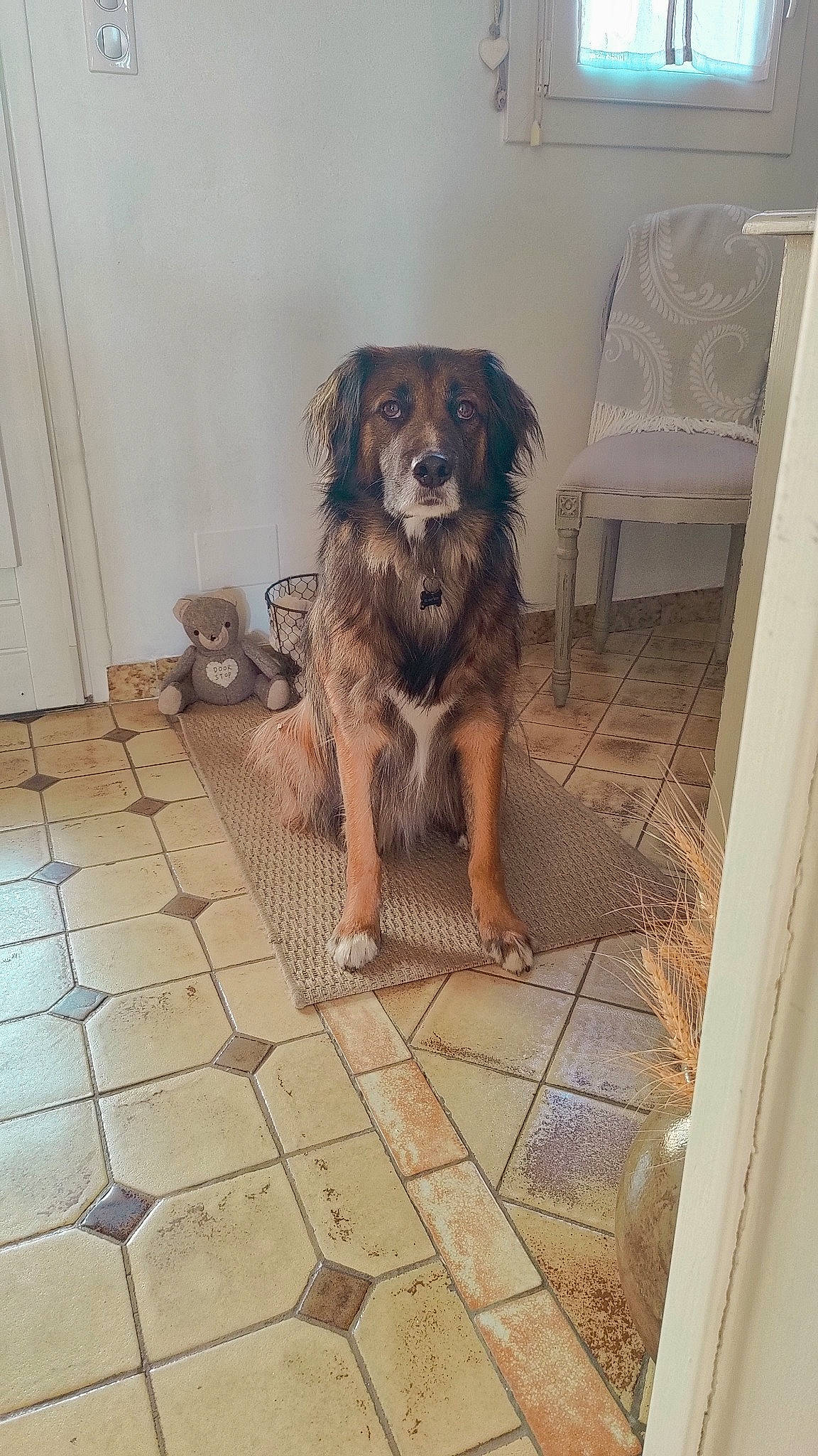 Maxou a rejoint le concours — aidez-le/la à gagner de superbes lots ! canidae, carnivore, chair, companion_dog, dog, dog_breed, fawn, flagstone, floor, flooring, fur, hardwood, metal, road_surface, snout, sporting_group, street_dog, tile, wood, working_animal