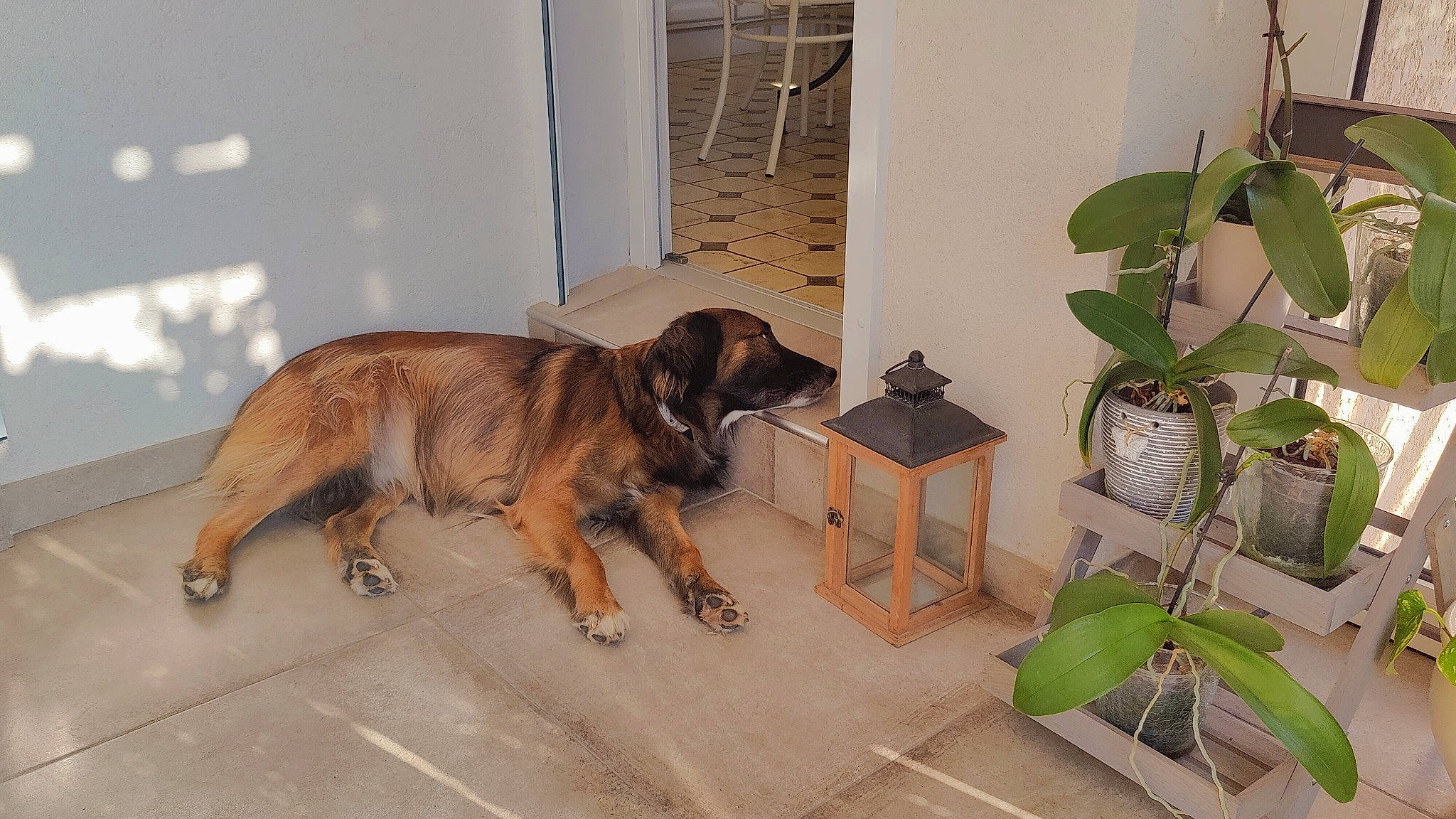 Maxou participe au concours pour gagner de l'argent avec cette photo : armrest, carnivore, comfort, companion_dog, dog, dog_breed, door, fawn, flooring, flowerpot, guard_dog, hardwood, houseplant, liver, plant, sporting_group, terrestrial_plant, wood, working_animal, working_dog