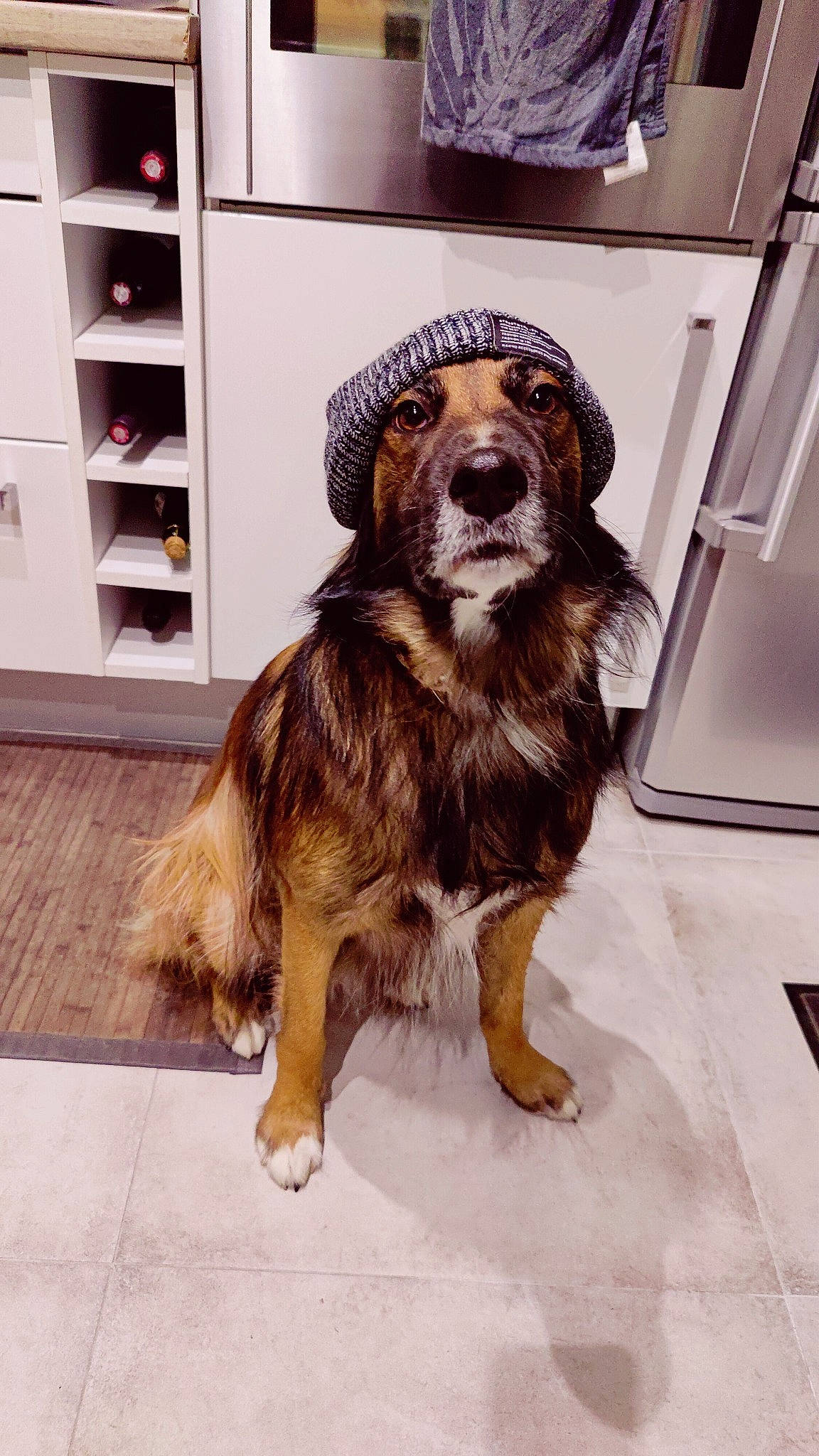 Maxou a rejoint le concours — aidez-le/la à gagner de superbes lots ! art, cabinetry, canidae, carnivore, companion_dog, dog, dog_breed, flooring, fur, hardwood, liver, metal, shelf, shelving, snout, spaniel, sporting_group, wood, working_animal, working_dog