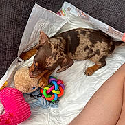 Senna participe au concours pour gagner de l'argent avec cette photo : puppy, dog, toy, plush_toy, colorful_toy, blanket, cushion, indoor, pet, brown_dog, spotted_dog, chewing, playing, paw, fur, human_leg, resting, cozy, cute, young_dog