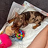 puppy, dog, toy, plush_toy, colorful_toy, blanket, cushion, indoor, pet, brown_dog, spotted_dog, chewing, playing, paw, fur, human_leg, resting, cozy, cute, young_dog