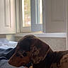 Senna participe au concours pour gagner de l'argent avec cette photo : dog, puppy, dachshund, indoor, blanket, window, resting, side_view, brown, black, speckled, fur, pet, young, canine, cozy, natural_light, quiet, contemplative, animal