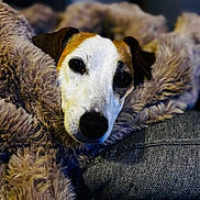 Roméo a rejoint le concours — aidez-le/la à gagner de superbes lots ! dog, pet, blanket, cozy, close_up, portrait, fur, couch, pillow, nose, eyes, whiskers, indoor, resting, warm, comfy, domestic, snuggled, blanket_burrito, relaxed
