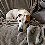dog, pet, blanket, sofa, couch, indoor, cozy, resting, lying_down, snout, ears, eyes, white_and_brown, short_hair, texture, living_room, pillow, portrait, companion, relaxed