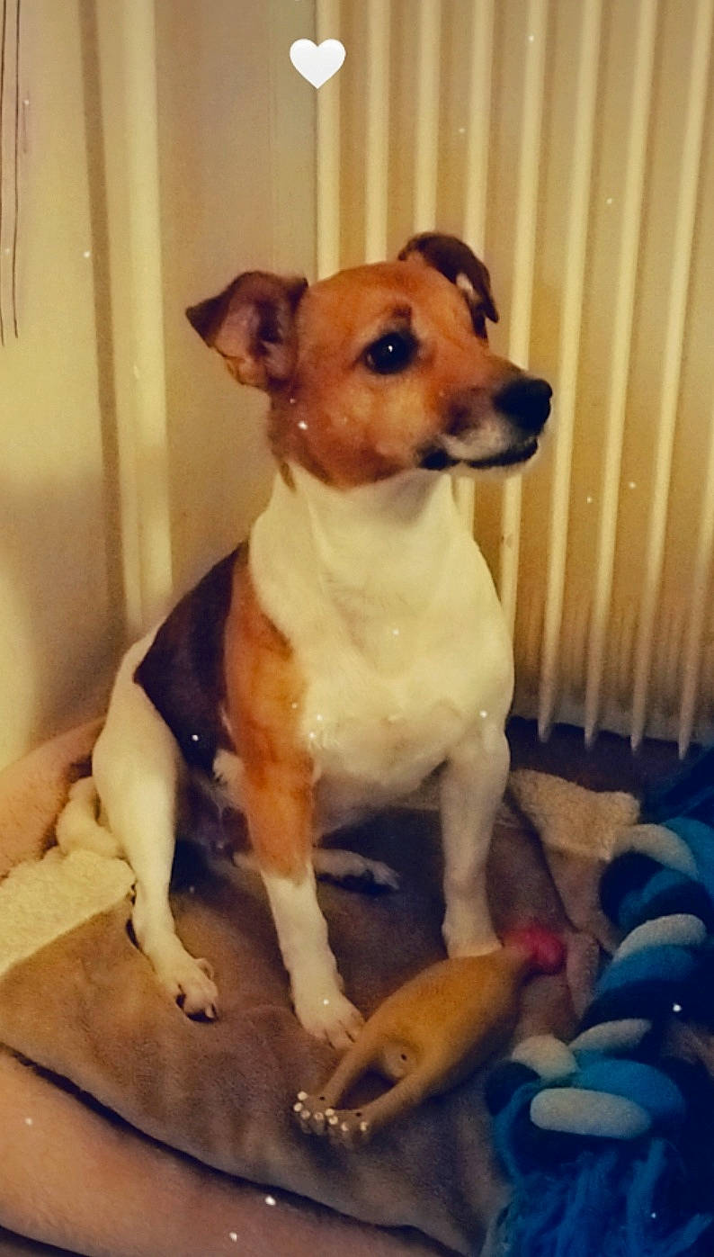 Youcky a rejoint le concours — aidez-le/la à gagner de superbes lots ! canidae, carnivore, collar, companion_dog, dog, dog_breed, dog_collar, dog_supply, door, fawn, paw, pet_supply, snout, sporting_group, tail, terrestrial_animal, toy_dog, whiskers, wood, working_animal