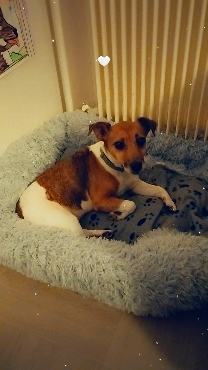 Youcky participe au concours pour gagner de l'argent avec cette photo : ball, carnivore, comfort, companion_dog, couch, dog, dog_breed, dog_supply, fawn, fence, flooring, hardwood, paw, pet_supply, picture_frame, sporting_group, tail, whiskers, wood, working_animal