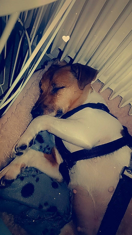 Youcky a rejoint le concours — aidez-le/la à gagner de superbes lots ! canidae, carnivore, cloud, companion_dog, dog, dog_breed, electric_blue, felidae, fur, happy, love, paw, rodent, shadow, sky, snout, tail, tints_and_shades, toy_dog, whiskers