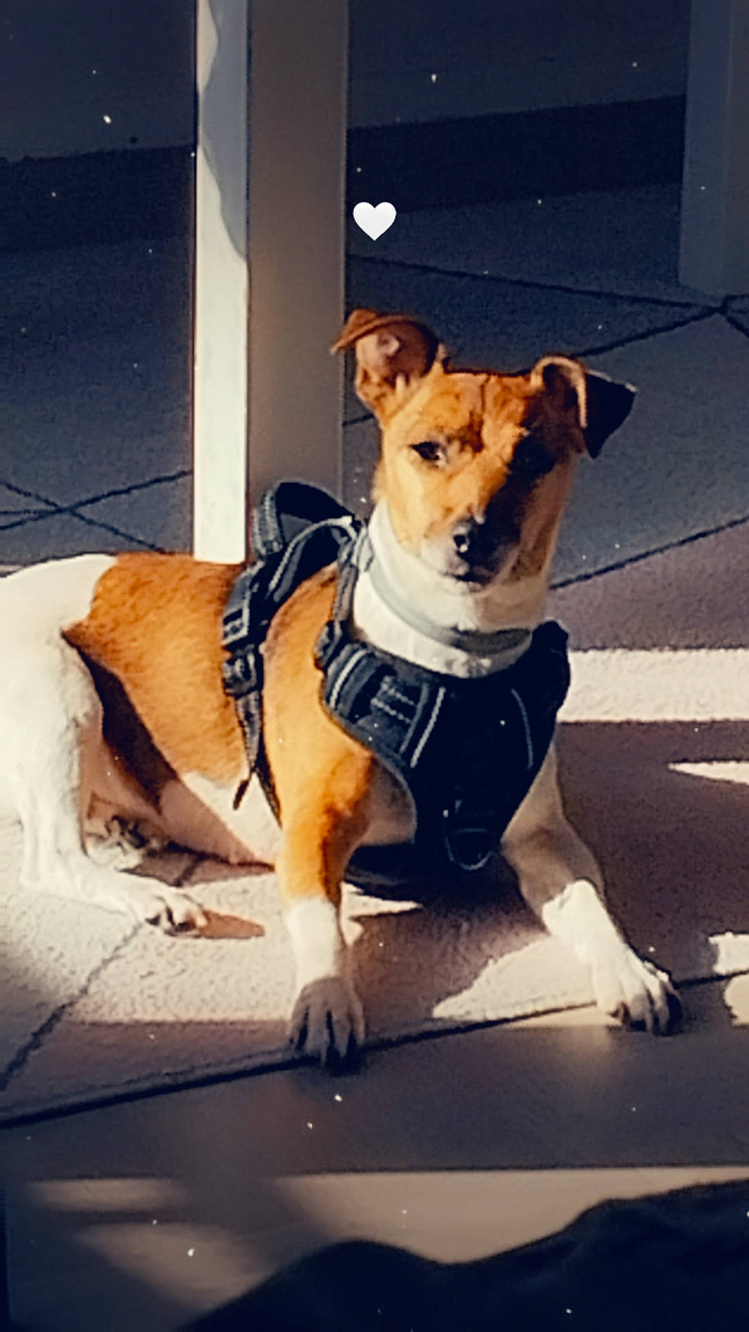 Youcky a rejoint le concours — aidez-le/la à gagner de superbes lots ! canidae, carnivore, collar, companion_dog, dog, dog_breed, dog_clothes, dog_collar, dog_supply, fawn, hood, leash, paw, pet_supply, snout, sporting_group, tail, whiskers, window, working_animal