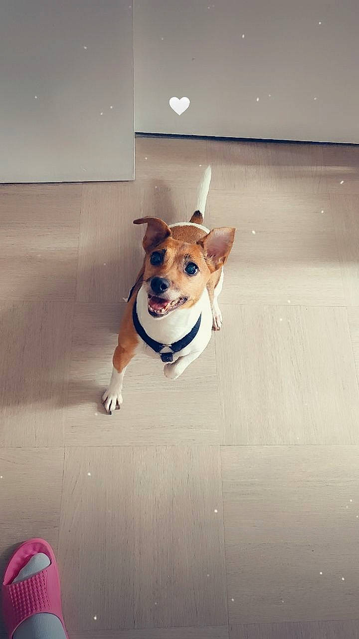 Youcky a rejoint le concours — aidez-le/la à gagner de superbes lots ! animation, art, canidae, carnivore, ceiling, collar, companion_dog, dog, dog_breed, dog_collar, dog_supply, eyewear, fawn, floor, flooring, pet_supply, snout, sporting_group, tail, wood