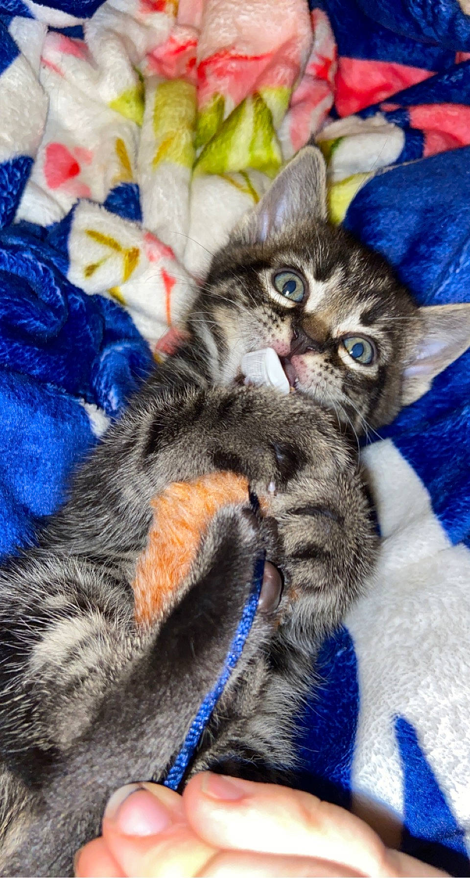 Jupiter joined the competition — help win amazing prizes! blue, carnivore, cat, claw, comfort, domestic_short_haired_cat, electric_blue, felidae, foot, fur, pattern, paw, small_to_medium_sized_cats, tail, whiskers