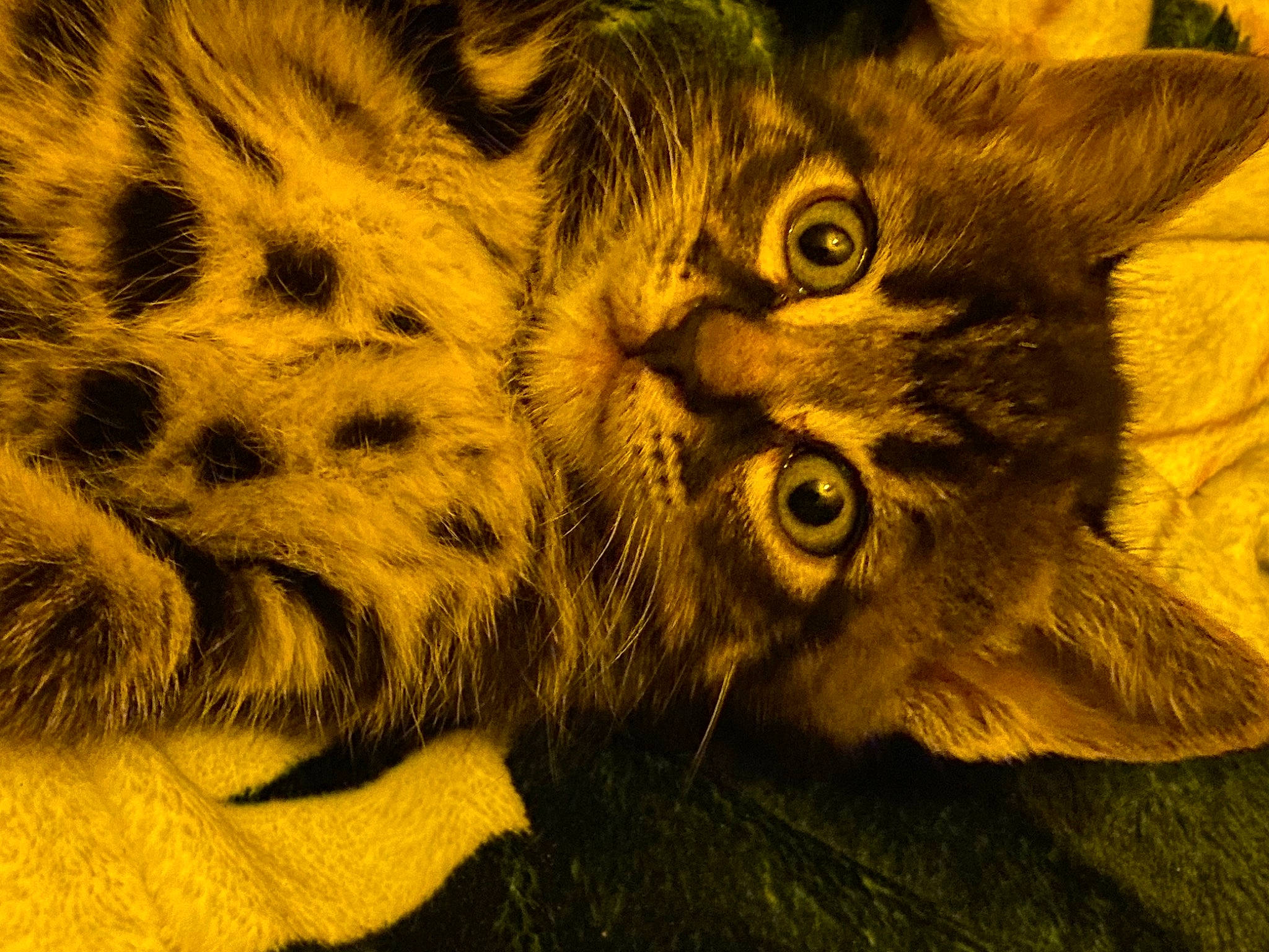 Jupiter joined the competition — help win amazing prizes! big_cats, carnivore, cat, close_up, domestic_short_haired_cat, felidae, fur, grass, macro_photography, pattern, paw, small_to_medium_sized_cats, snout, tail, terrestrial_animal, whiskers, wildlife, window