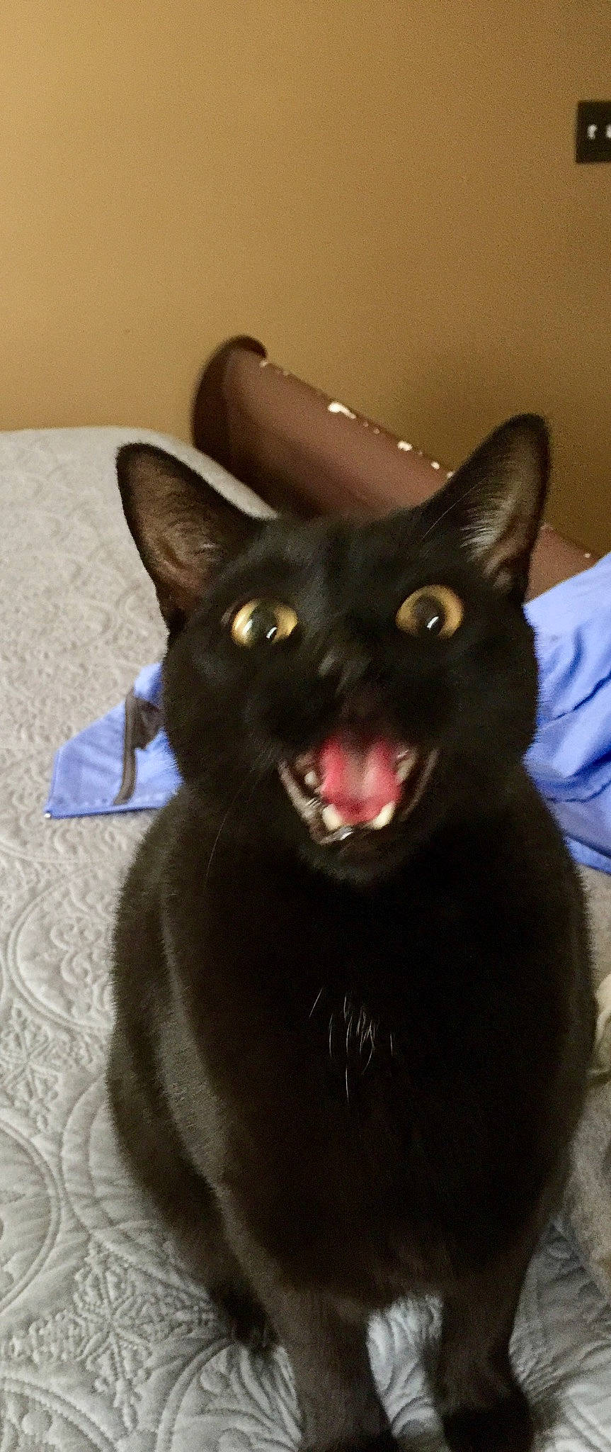 Spooky Thirteen is registered to the contest to win money with this photo: black_cat, bombay, carnivore, cat, dog_breed, domestic_short_haired_cat, ear, fang, felidae, fur, jaw, roar, small_to_medium_sized_cats, snout, tail, terrestrial_animal, whiskers, yawn