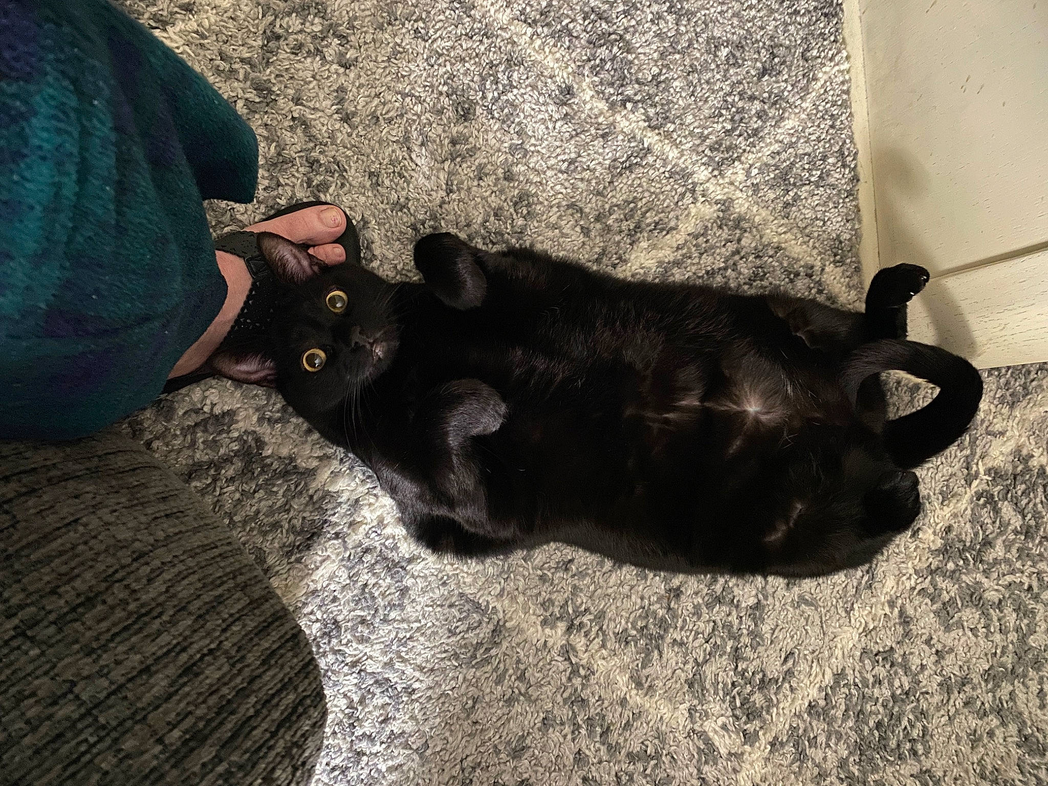 Spooky Thirteen is registered to the contest to win money with this photo: black_cat, carnivore, cat, comfort, companion_dog, dog_breed, domestic_short_haired_cat, felidae, flooring, fur, human_leg, paw, shadow, small_to_medium_sized_cats, snout, sporting_group, tail, terrestrial_animal, tints_and_shades, whiskers