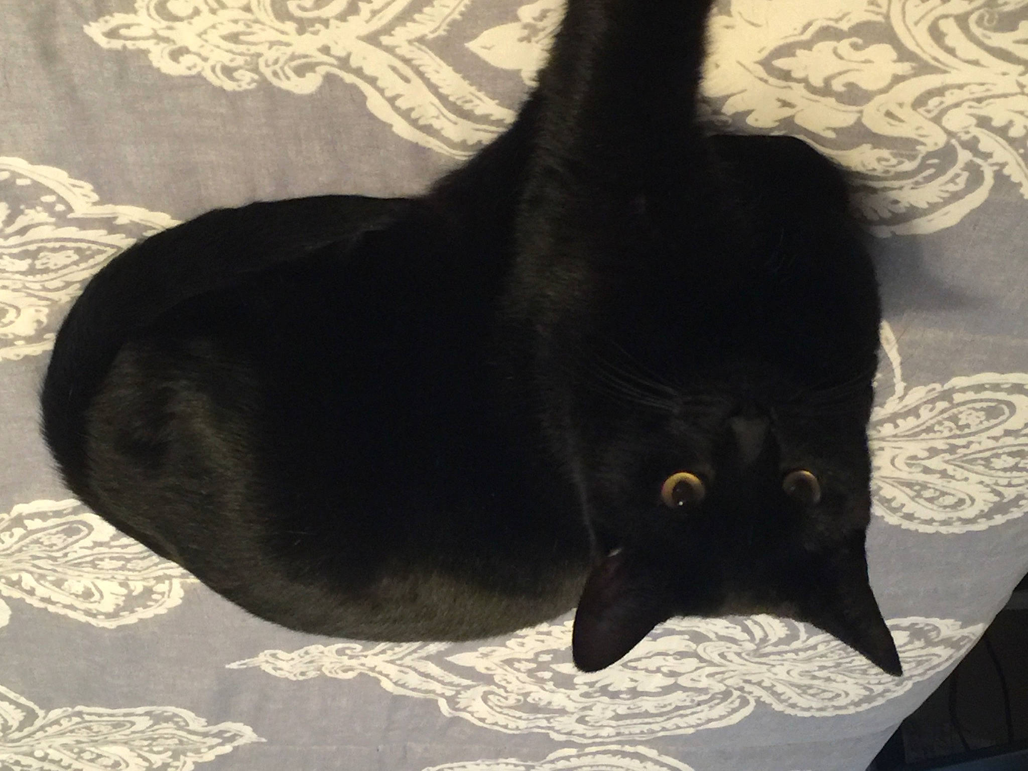 Spooky Thirteen is registered to the contest to win money with this photo: black_cat, bombay, carnivore, cat, cat_supply, comfort, felidae, fur, linens, small_to_medium_sized_cats, snout, tail, terrestrial_animal, whiskers