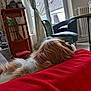 Ulya participe au concours pour gagner de l'argent avec cette photo : dog, indoor, blanket, red, furniture, window, chair, bookshelf, home, relaxing, daylight, curtain, radiator, water_bottle, wood, floor, pet, resting, cozy, living_room
