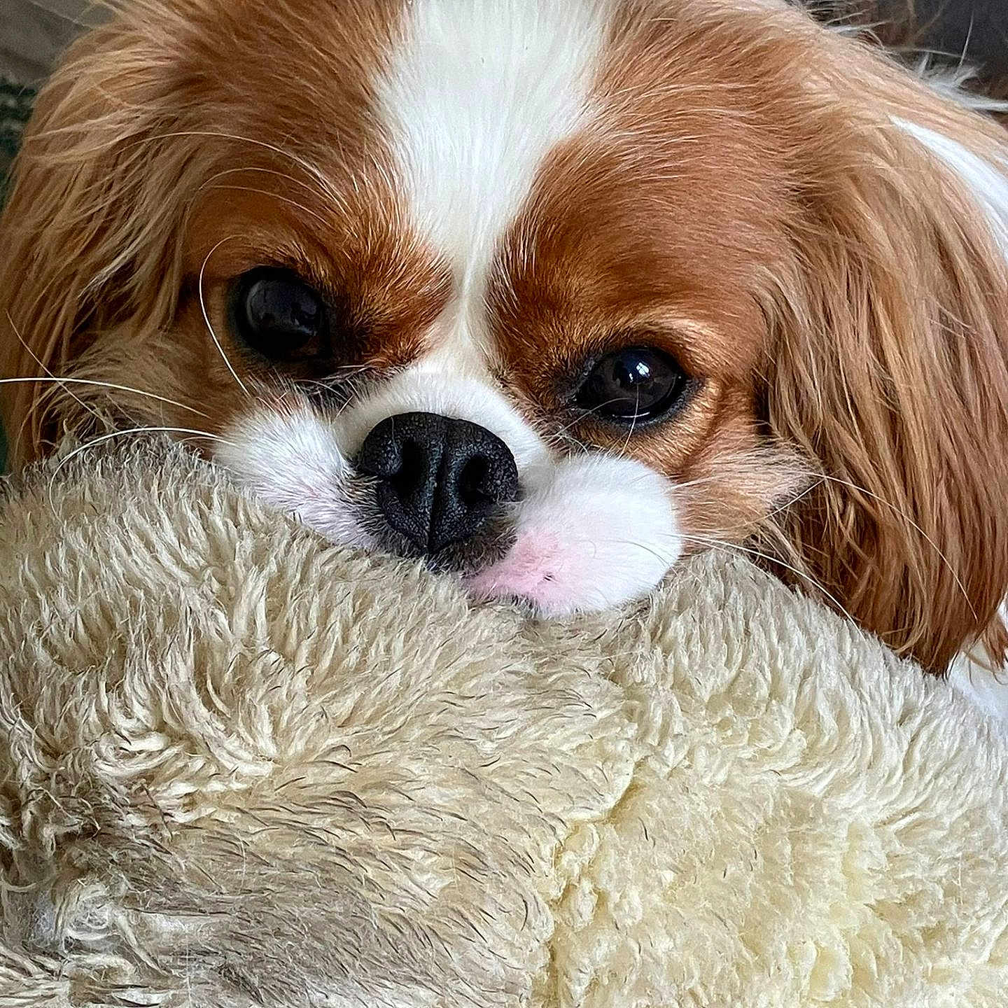 Ulya participe au concours pour gagner de l'argent avec cette photo : animal, brown_and_white, close_up, companion, cozy, cute, dog, domestic_animal, ears, fur, indoor, nostrils, pet, plush, resting, sleepy, snout, soft_texture, stuffed_toy, toy