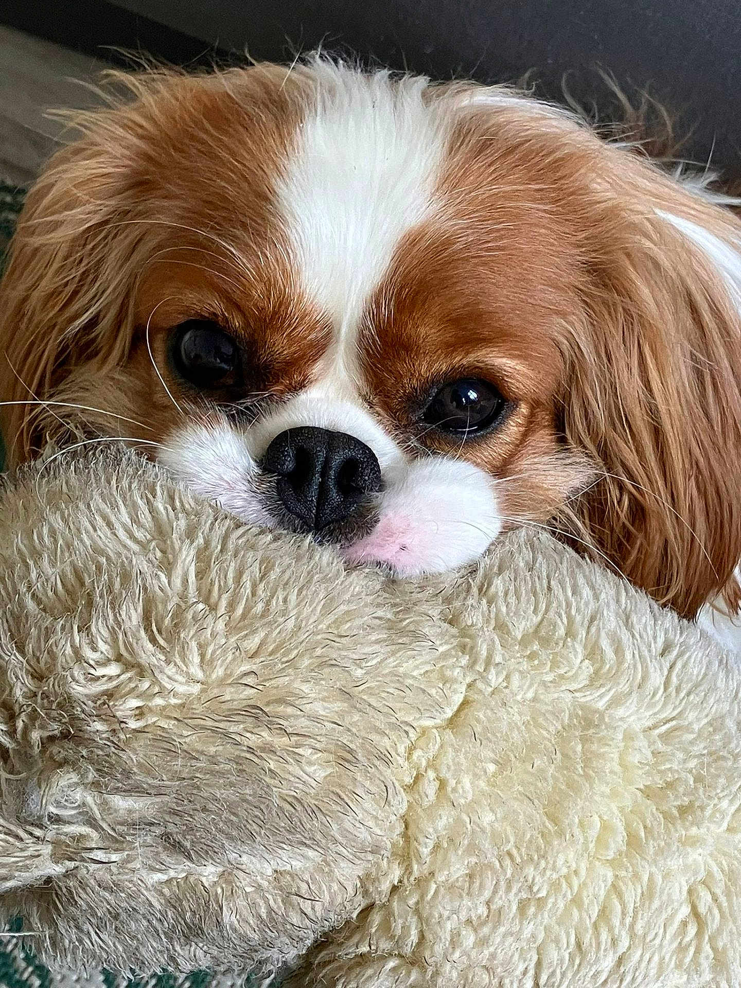 Ulya participe au concours pour gagner de l'argent avec cette photo : dog, close_up, stuffed_toy, plush, brown_and_white, pet, cute, animal, fur, nostrils, snout, ears, indoor, cozy, resting, soft_texture, toy, companion, sleepy, domestic_animal