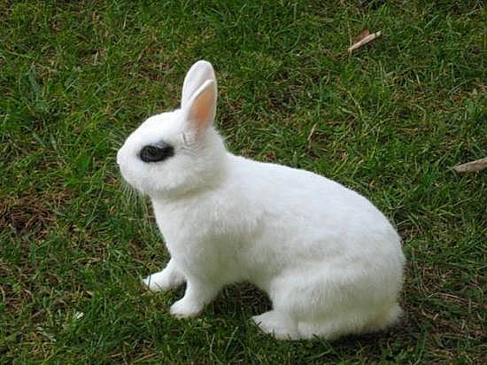 Linalou participe au concours pour gagner de l'argent avec cette photo : domestic_rabbit, fawn, grass, hare, rabbit, rabbits_and_hares, snowshoe_hare, tail, whiskers, wildlife